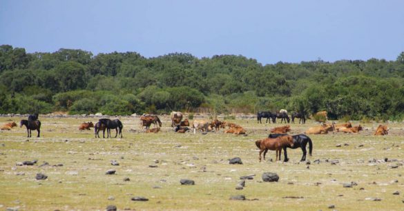 Parco della Giara di Gesturi